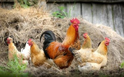 Instructions préfectorales relative au risque épizootique vis-à-vis de l’influenza aviaire – Grippe aviaire